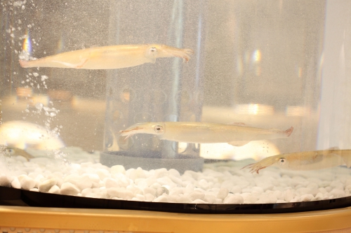 お子様も楽しいＯＣＥＡＮ　ＴＥＲＲＡＣＥ